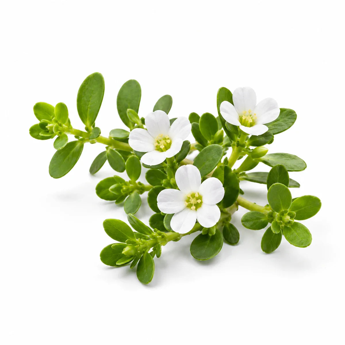 Brahmi-Bacopa Blätter und weiße Blüten