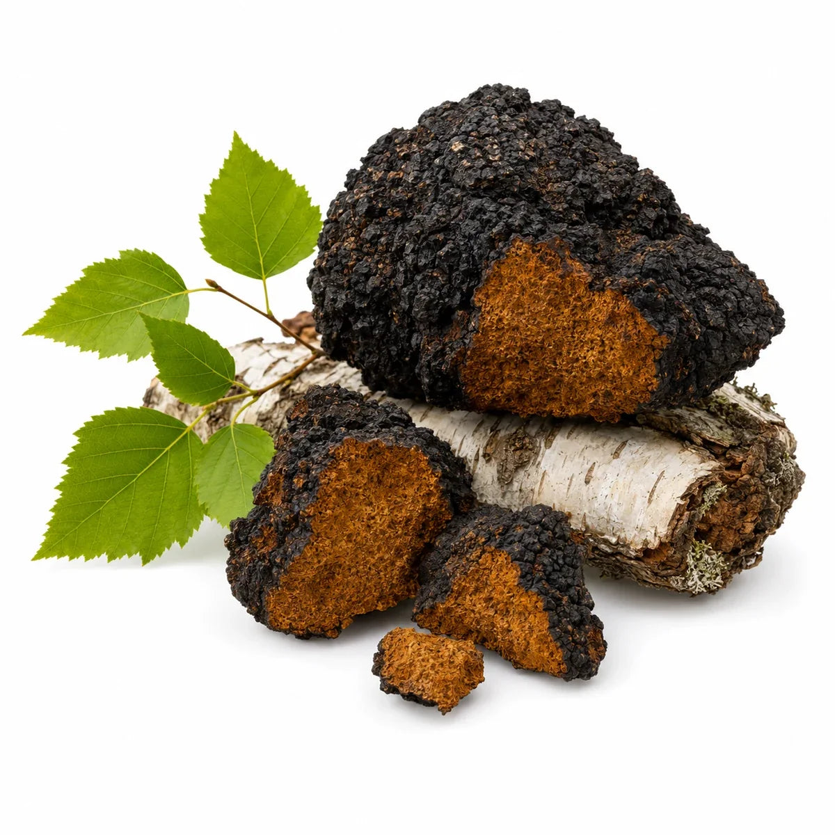 Chaga-Pilzstücke auf Birkenrinde