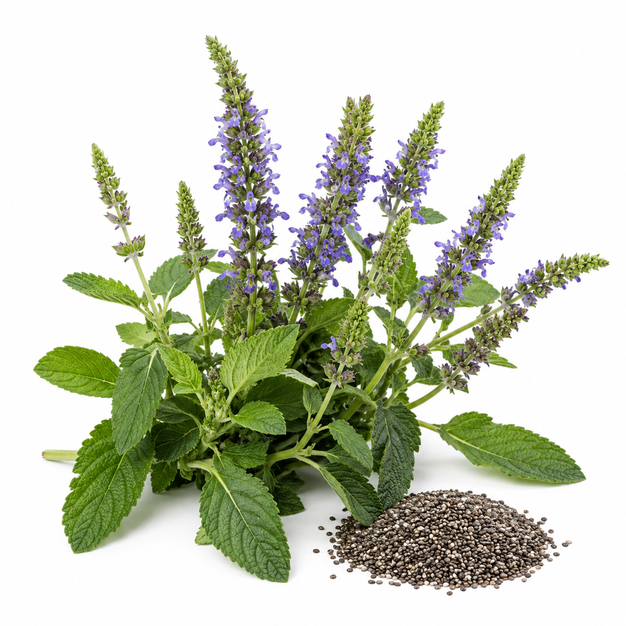 Chia Pflanze und schwarze sowie weiße Chia Samen