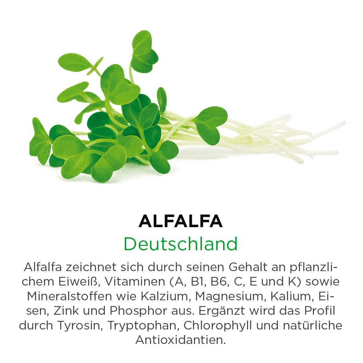 Alfalfa