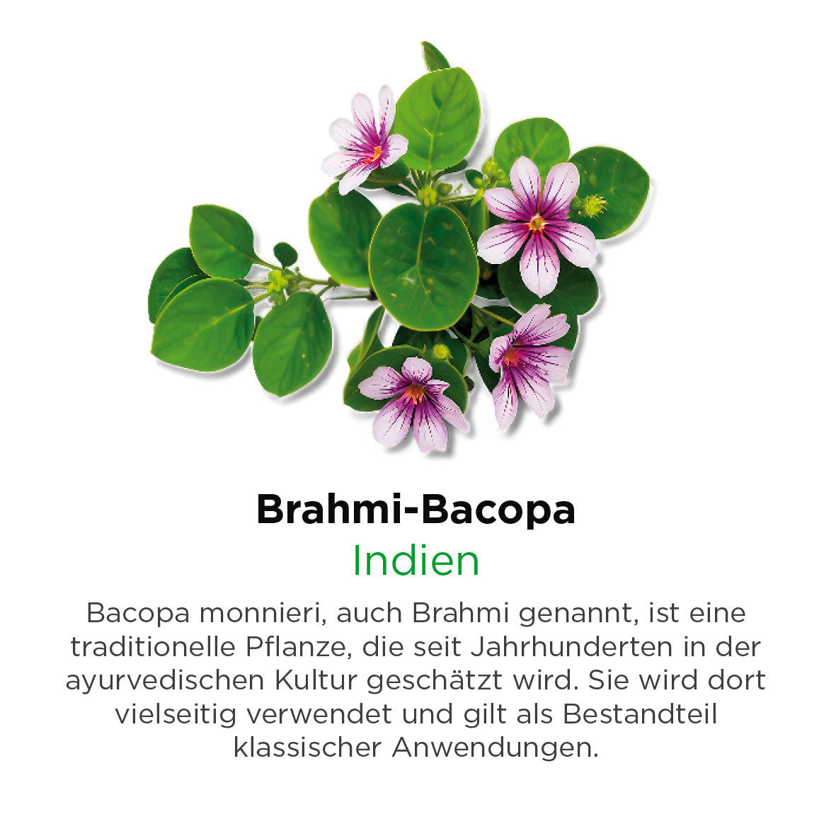 Brahmi-Bacopa
