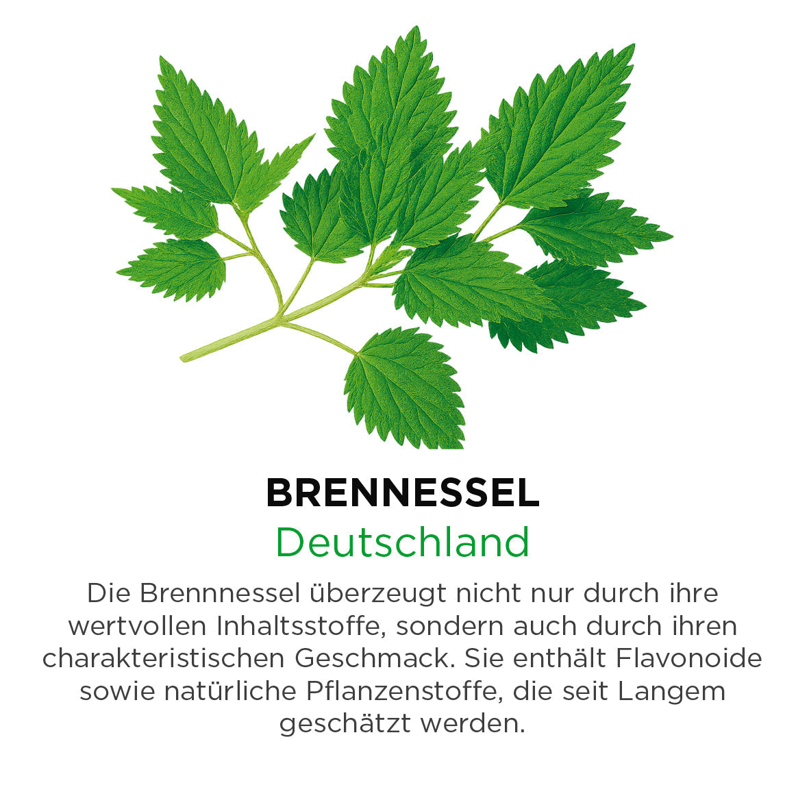 Brennessel