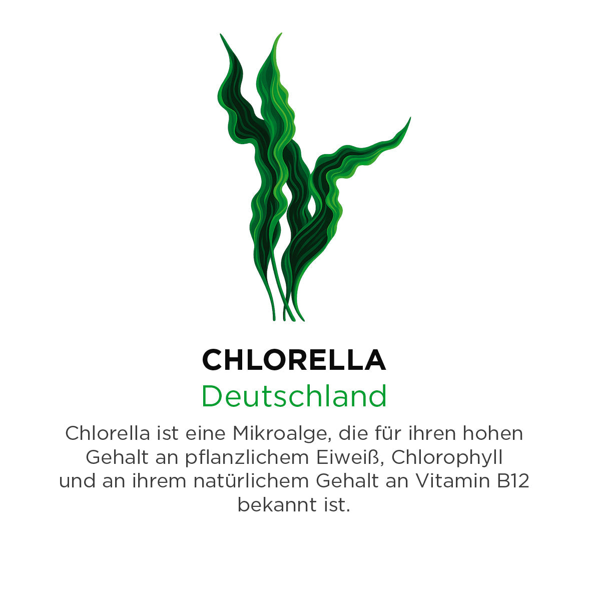 Chlorella