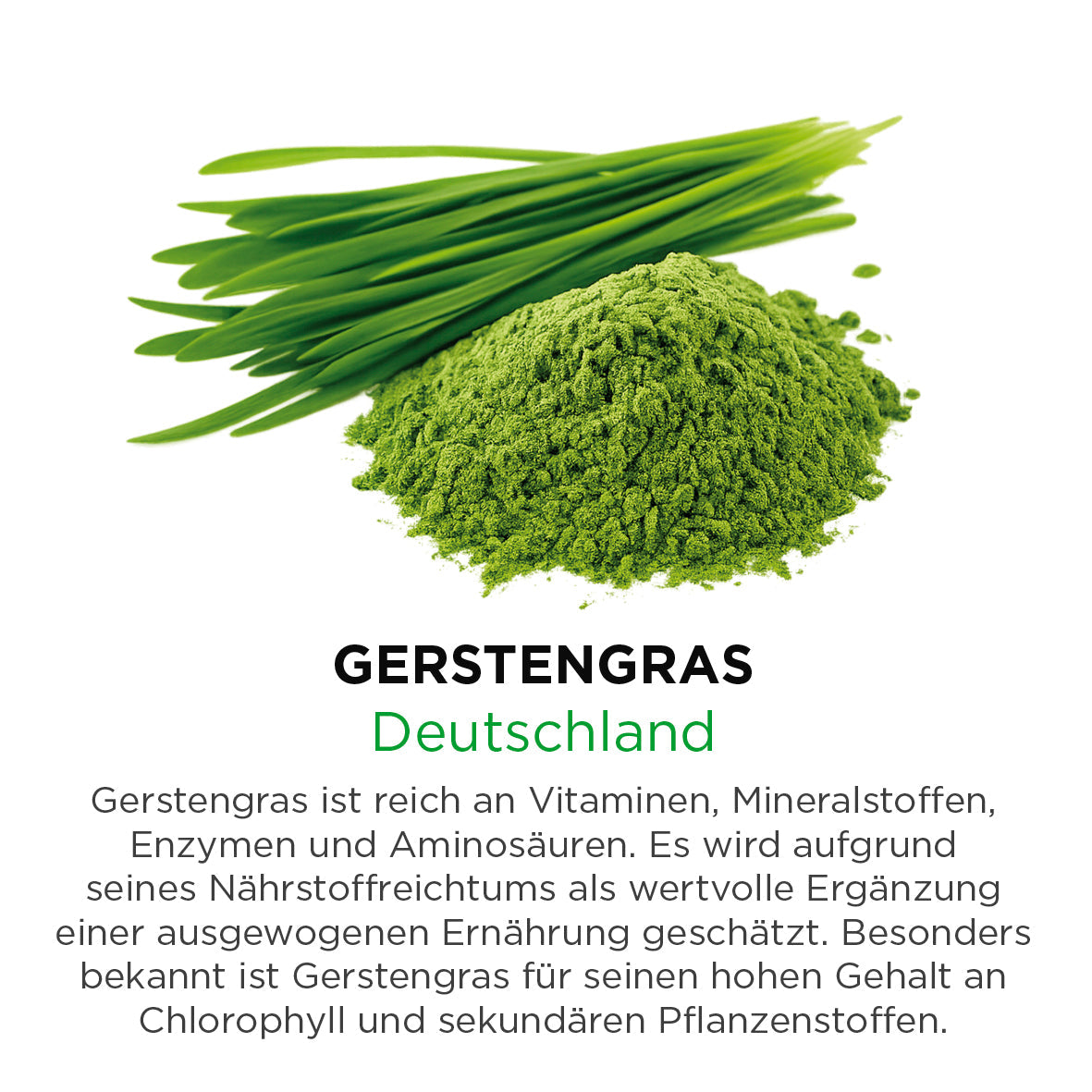 Gerstengras