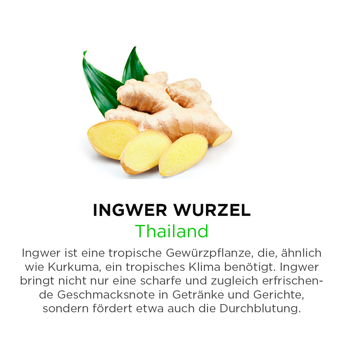 Ingwer Wurzel