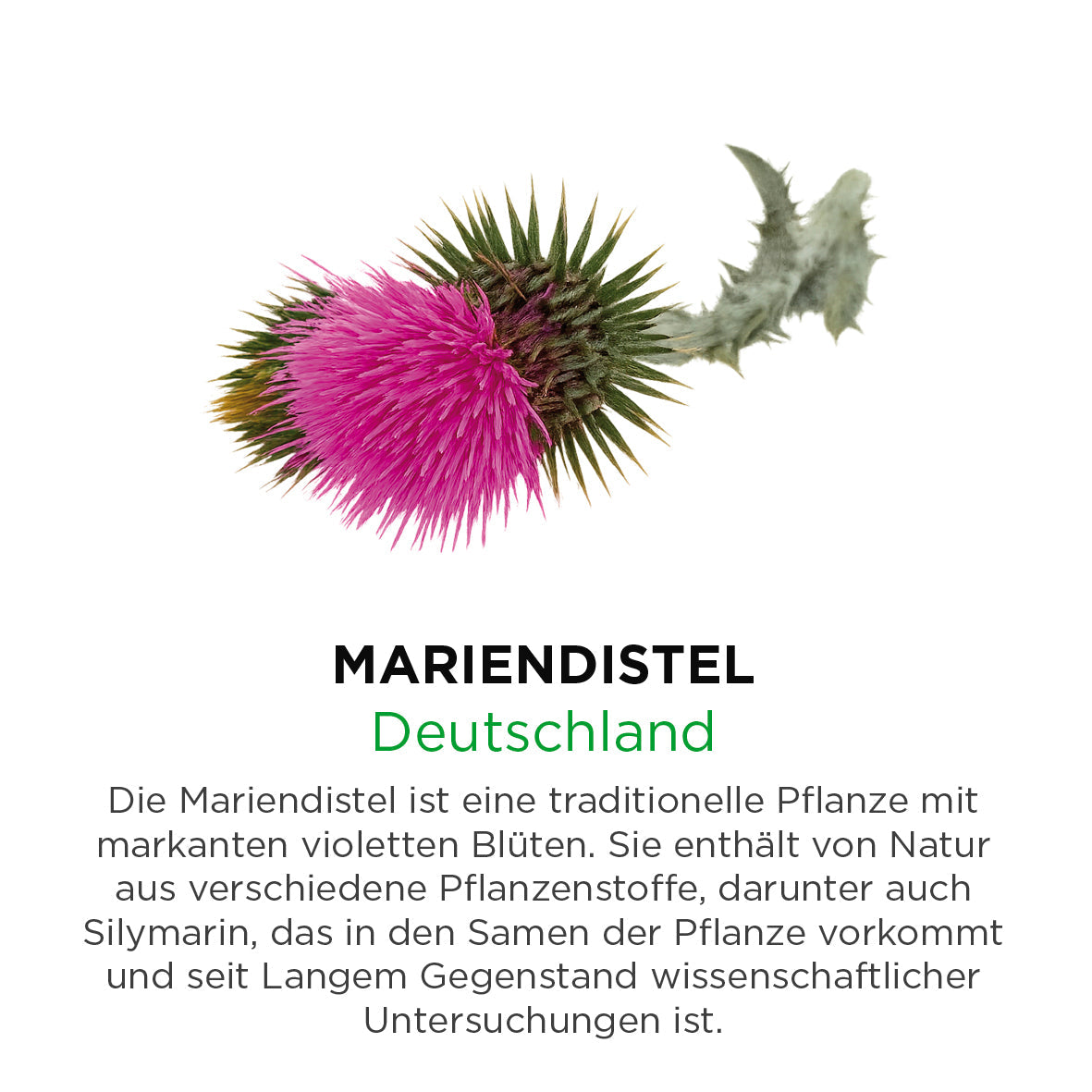 Mariendistel