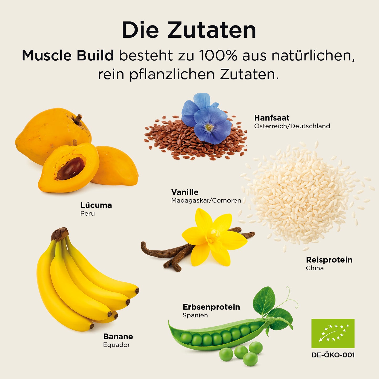 Muscle Build